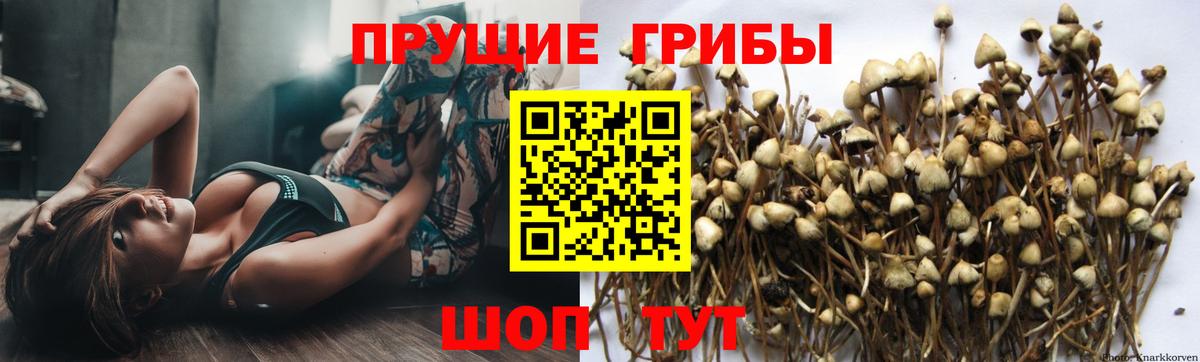 Галлюциногенные грибы GOLDEN TEACHER  дарнет шоп  Геленджик  Галлюциногенные грибы Psilocybine cubensis  Вход с VPN 